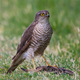Female cuckoos have evolved the ability to mimic predatory sparrowhawks (pictured). (Image: Wikimedia)